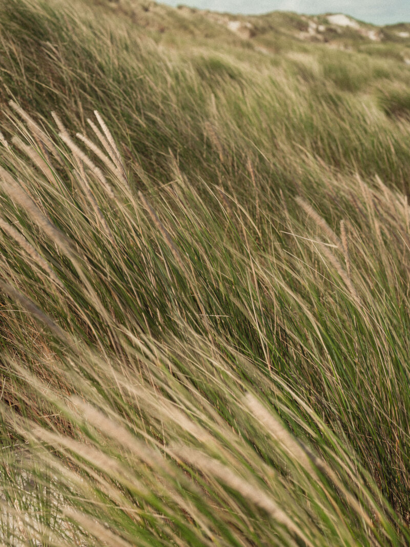 Closeup duinplanten.