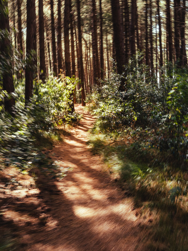 Bospad tussen de bomen, Formerumbos.