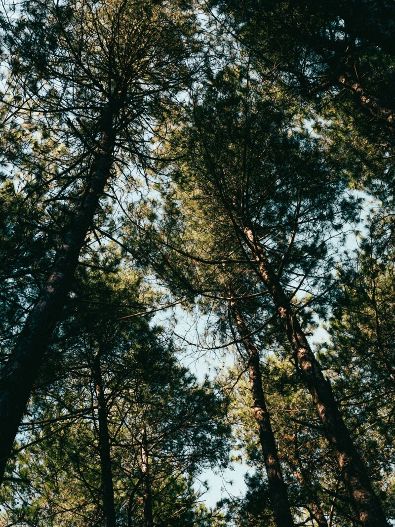 dennenbomen van onder gefotografeerd.