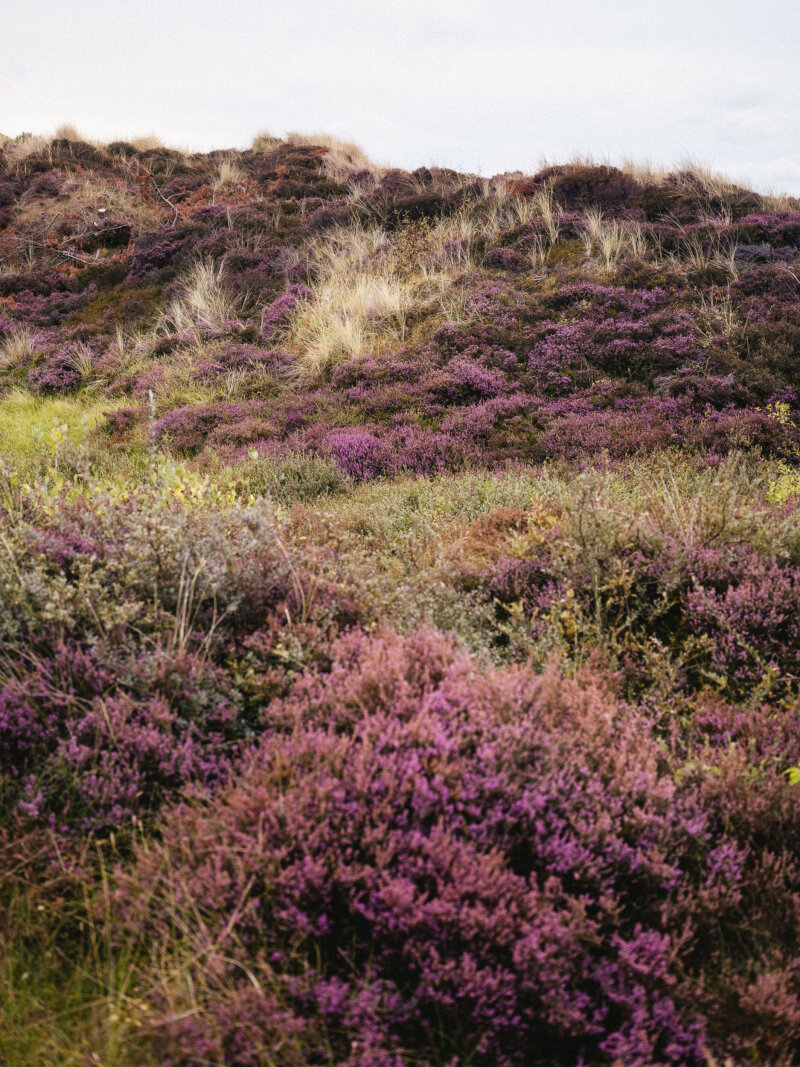 Duinlandschap in bloei, paarse heide over de heuvel.