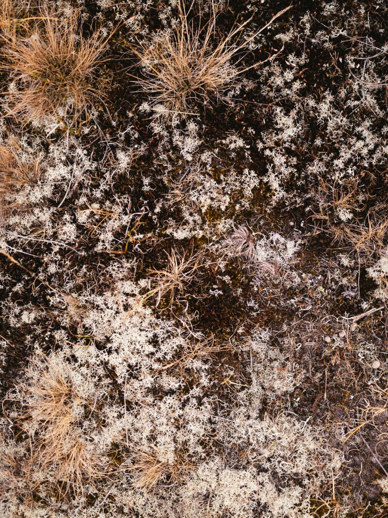 natuur closeup.